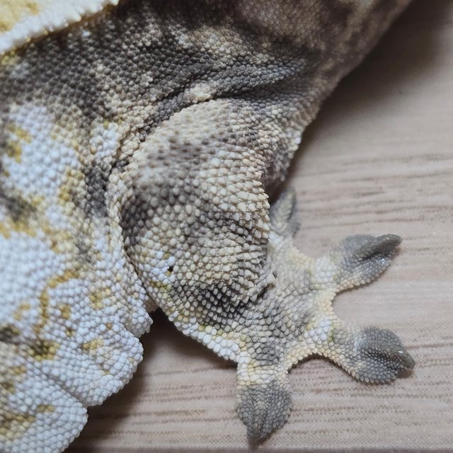 노멀 엠티백 화이트스팟 화이트포트홀