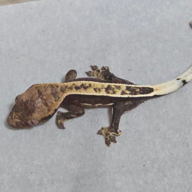 100%헷아잔틱 풀핀