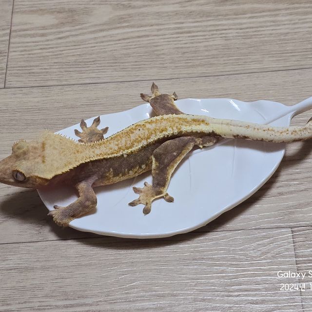 릴리화이트 팬텀