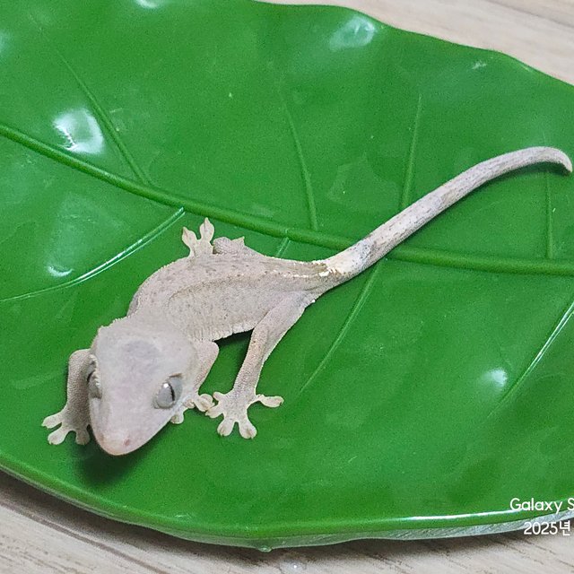 하이포 카푸치노