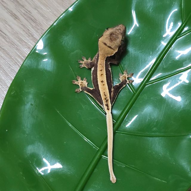 릴리100%헷아잔틱