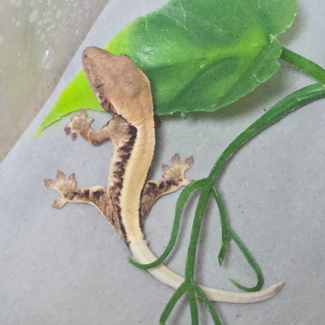 릴리 세이블 솔리드백