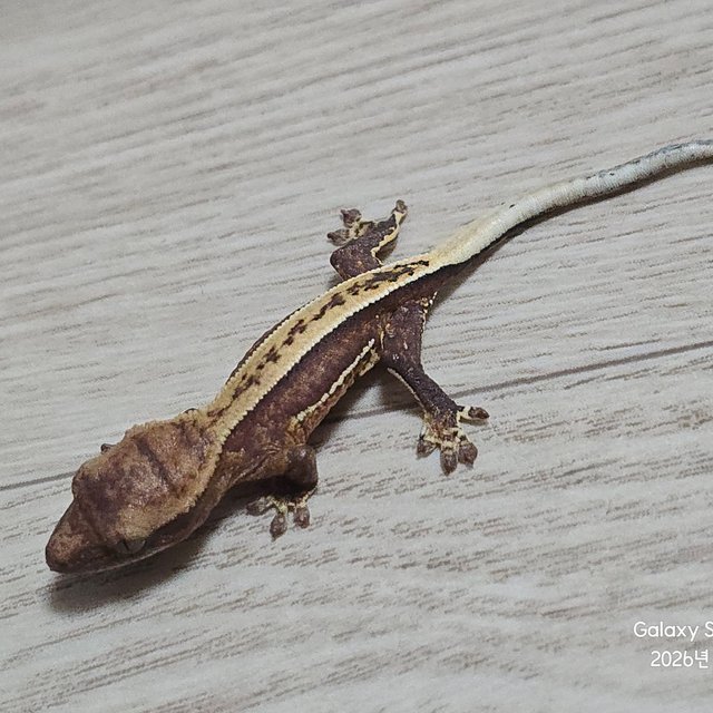 100%헷아잔틱 노멀 풀핀