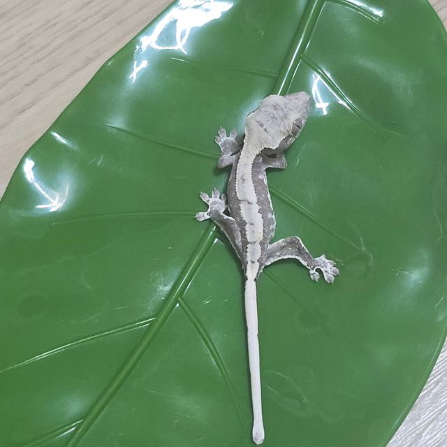 릴잔틱