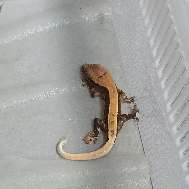 릴리100%헷아잔틱