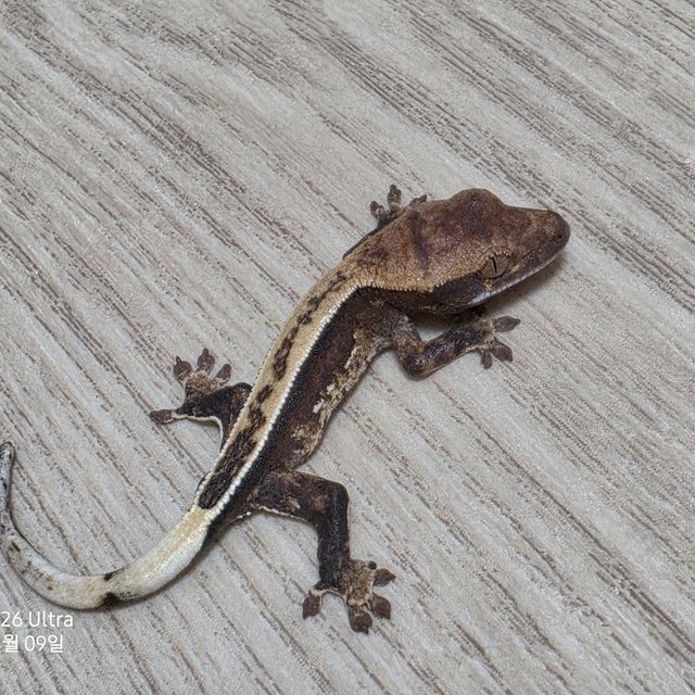 100%헷아잔틱 노멀 풀핀