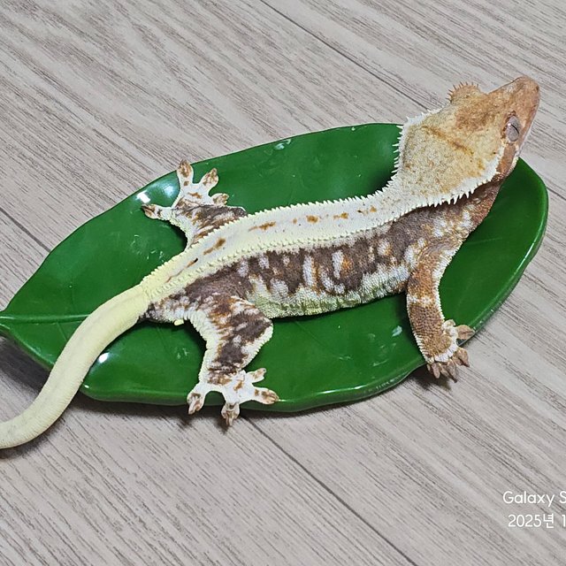 릴리100%헷아잔틱