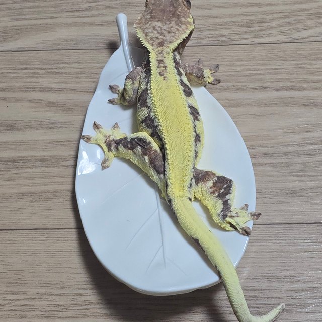 프라푸치노 솔리드백