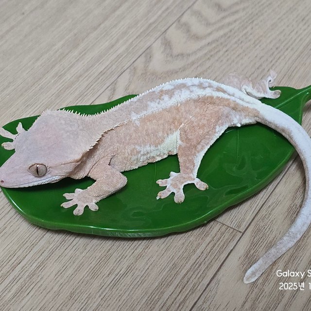 프라푸치노 팬텀