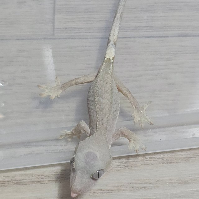 하이포 카푸치노