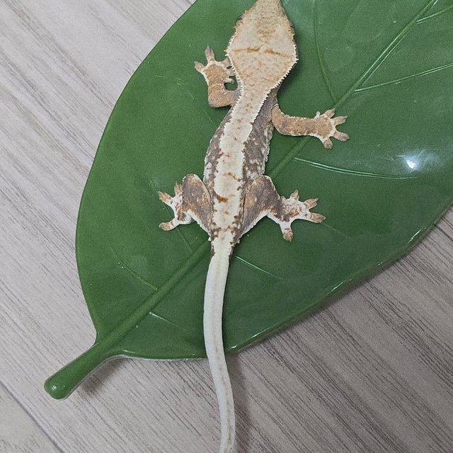 릴리100%헷아잔틱