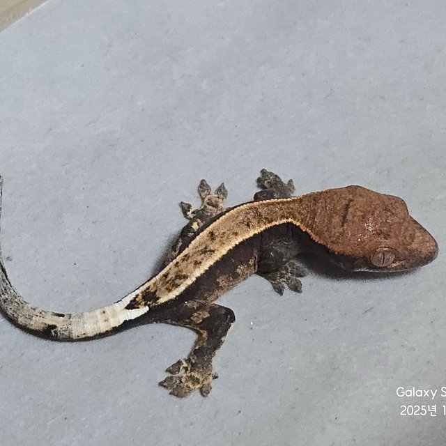 카푸치노 100%헷아잔틱