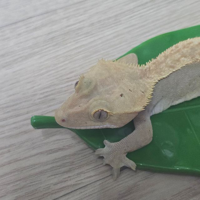 하이포