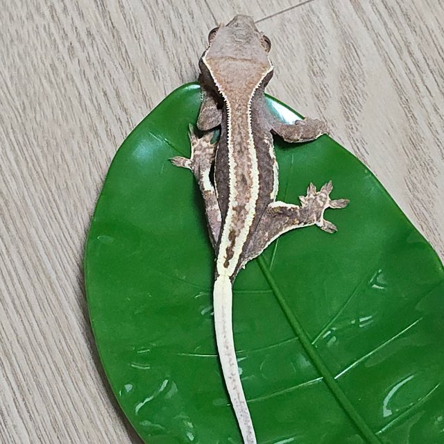 프라푸치노 100%헷아잔틱 팬텀