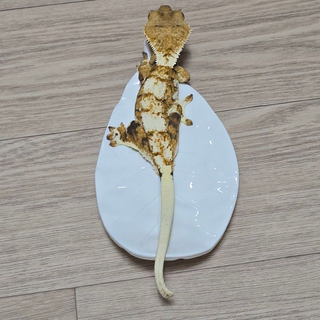 릴리화이트 타이거