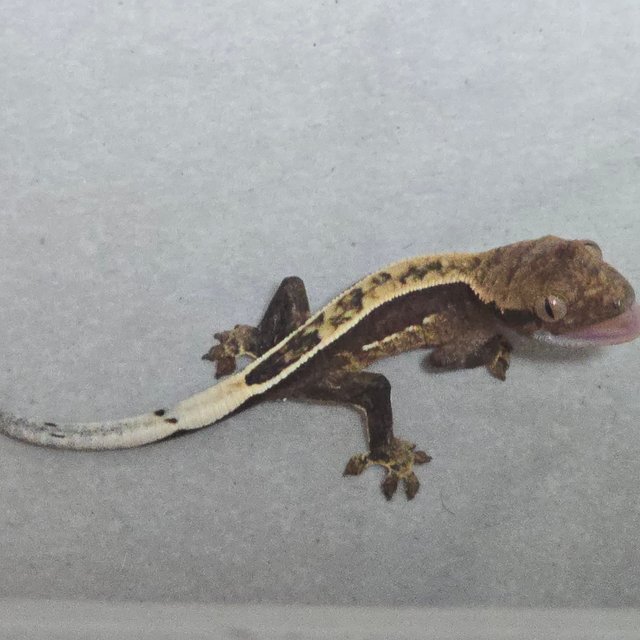 100%헷아잔틱 풀핀