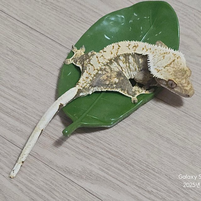 노멀 화이트스팟