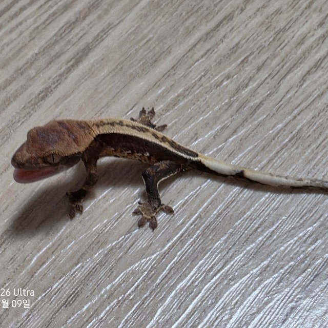 100%헷아잔틱 노멀 풀핀