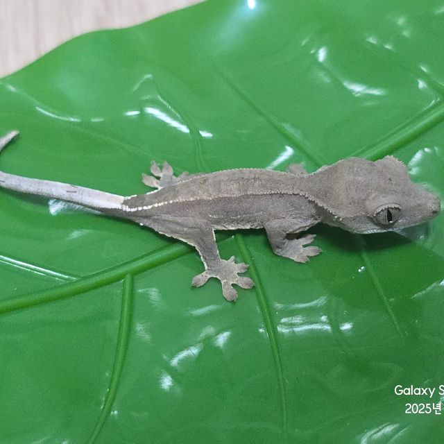 하이포