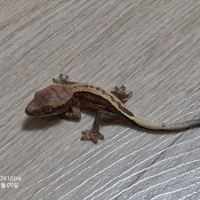 100%헷아잔틱 노멀 풀핀