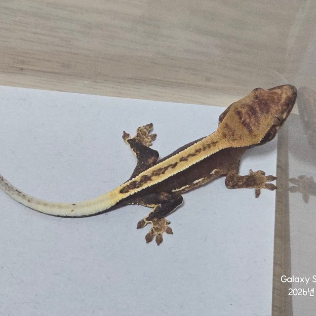 100%헷아잔틱 노멀 풀핀