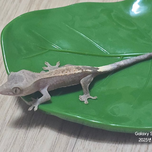 하이포 카푸치노