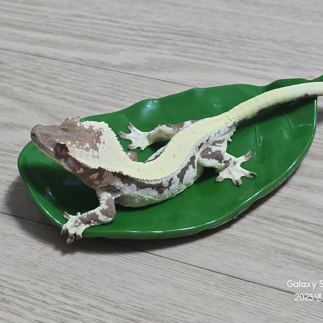 릴리 세이블