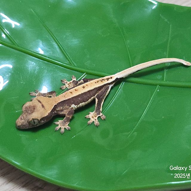 릴리100%헷아잔틱