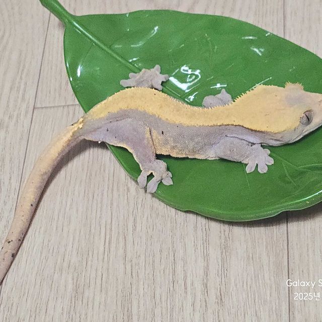 하이포 노멀