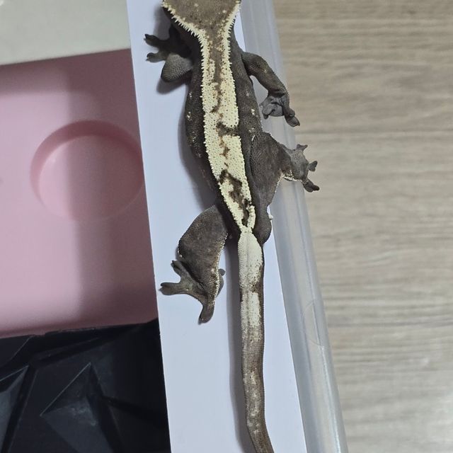 세이블