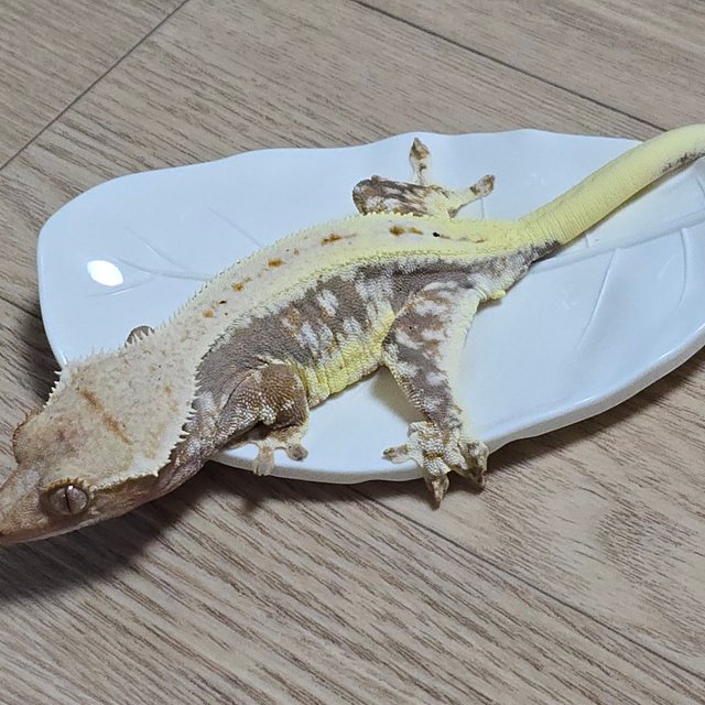 릴리100%헷아잔틱