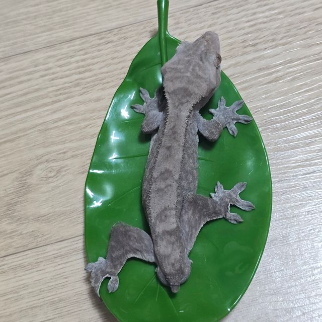 루왁