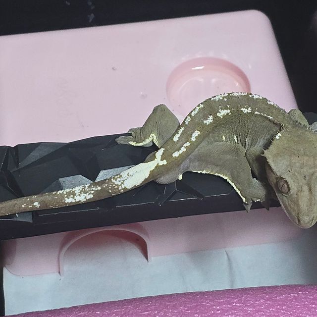 아잔틱 화이트핀 화이트포트홀