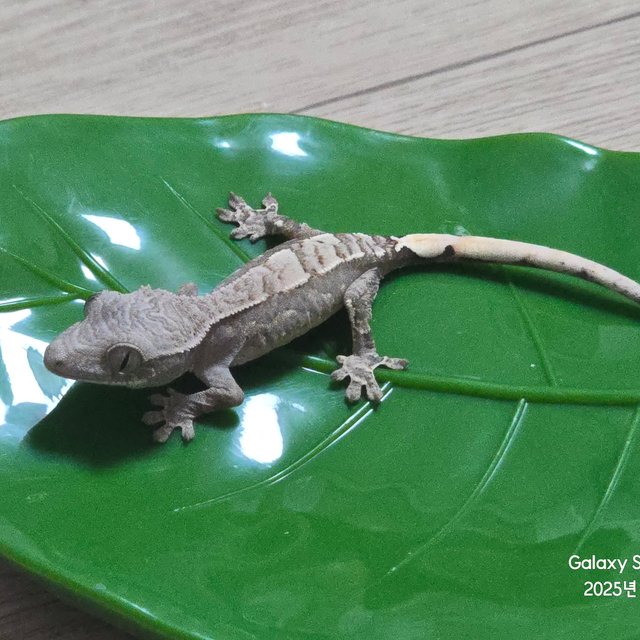 세이블