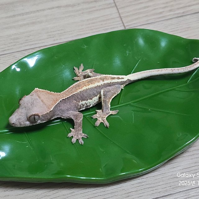 릴리100%헷아잔틱 팬텀