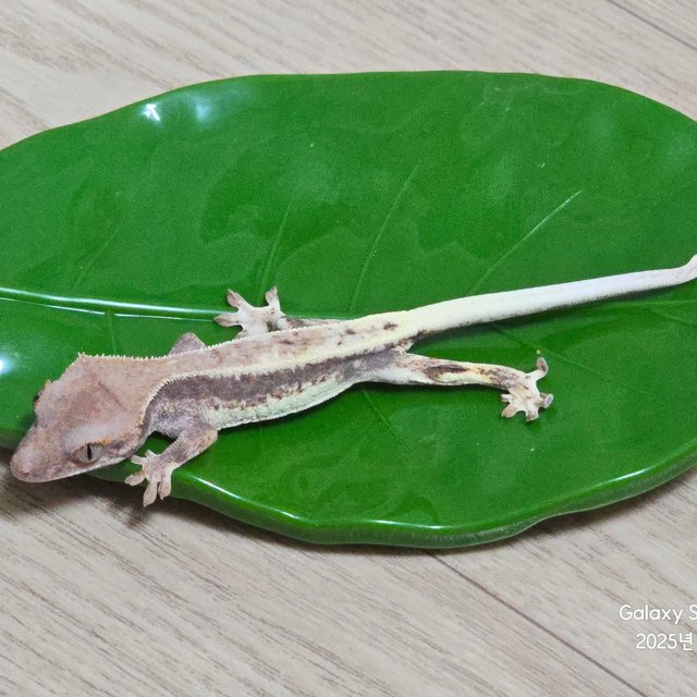 하이포 프라푸치노