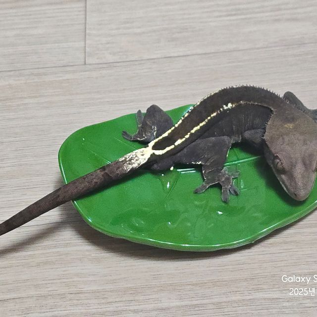 카푸치노 풀핀 100%헷아잔틱