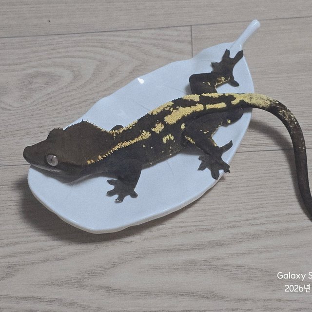 세이블 100%헷아잔틱 다크