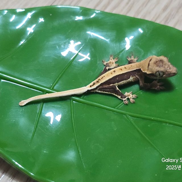 릴리100%헷아잔틱