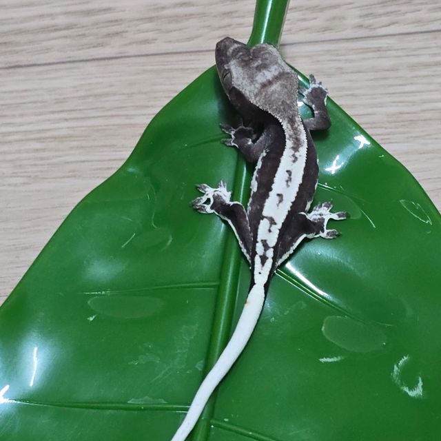 릴잔틱