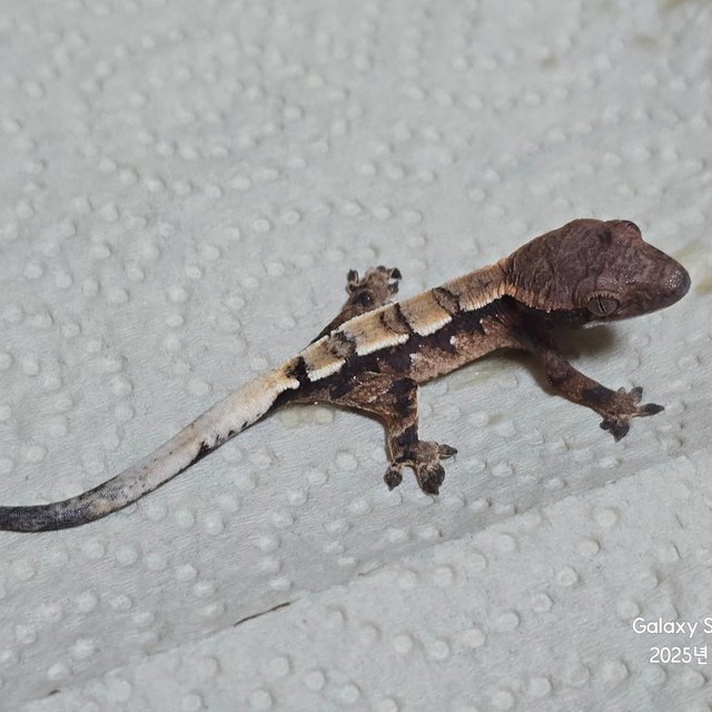 세이블