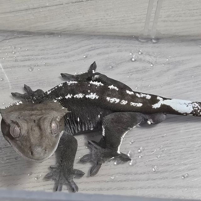 아잔틱