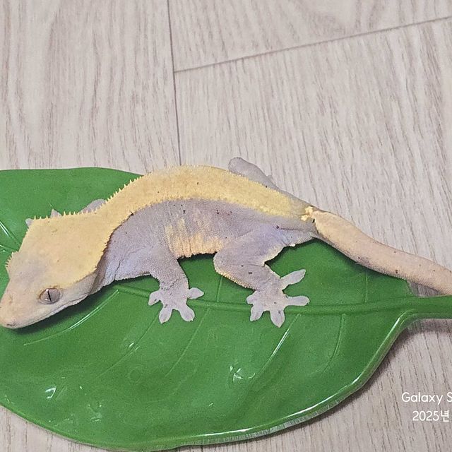 하이포 노멀