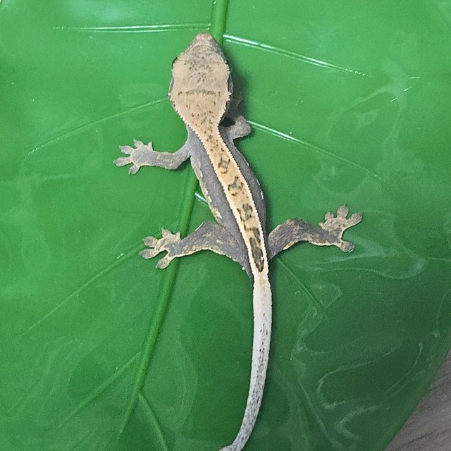 100%헷아잔틱 풀핀