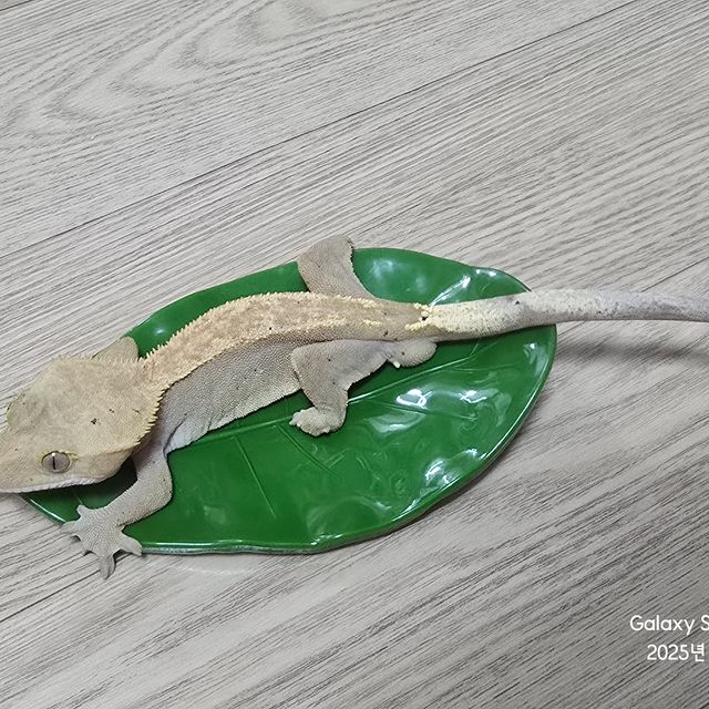 하이포