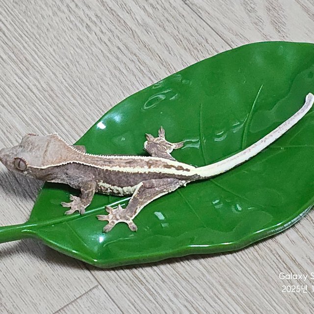 프라푸치노 100%헷아잔틱 팬텀