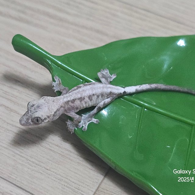 루왁 릴리