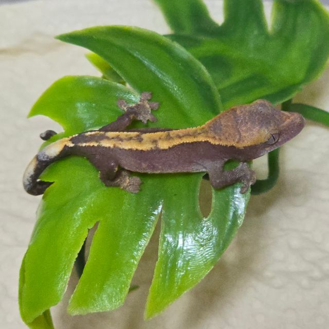 하이포