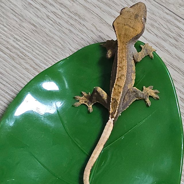 100%헷아잔틱 노멀