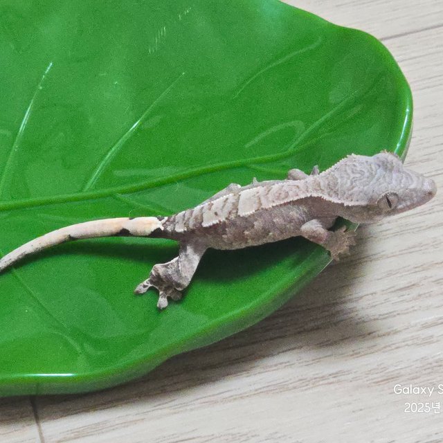 세이블